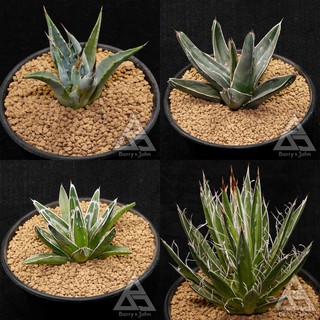 龍舌蘭組合包 Bj多肉植物 福袋 龍舌蘭 蝦皮購物