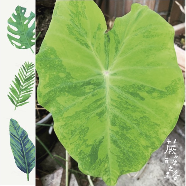 「蕨醒之路」斑葉黃金水芋  Colocasia esculenta 'Midori Sour'水芋 觀葉植物