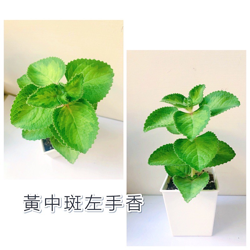 不專業種植🌱黃中斑左手香 到手香 [ 3吋白方盆/圓盆 單枝條 ] 香草植物