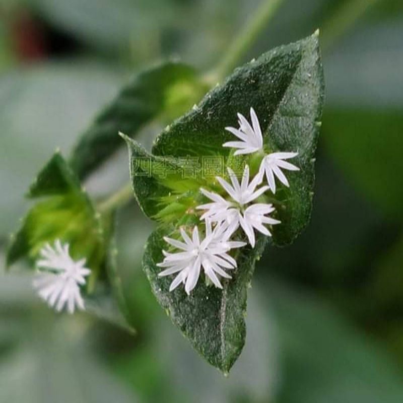 四季春園藝 白花地膽頭種子種籽毛蓮菜白花丁豎杇 蝦皮購物