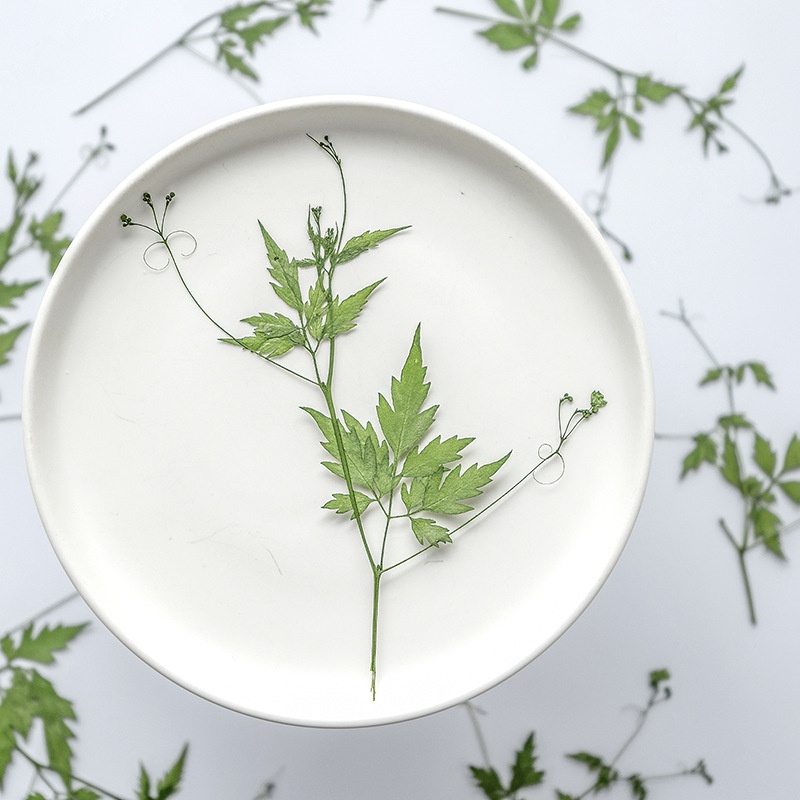時光匠人 小茵風船葛滴膠手機殼植物教學標本押花相框押花壓花材料diy押花畫 蝦皮購物