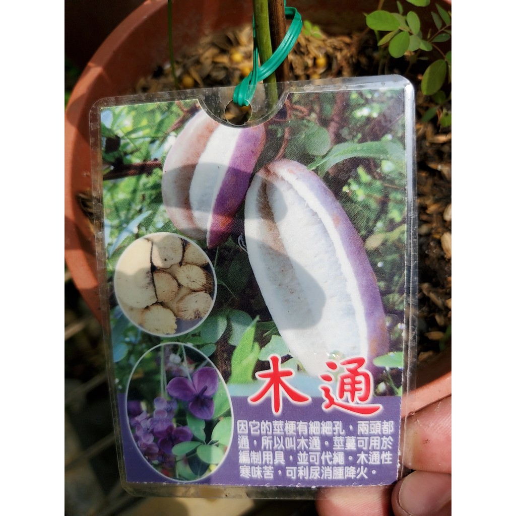 李家果苗 木通果 木通 5吋盆 其他果樹 高度60公分 單價700元 特價600元
