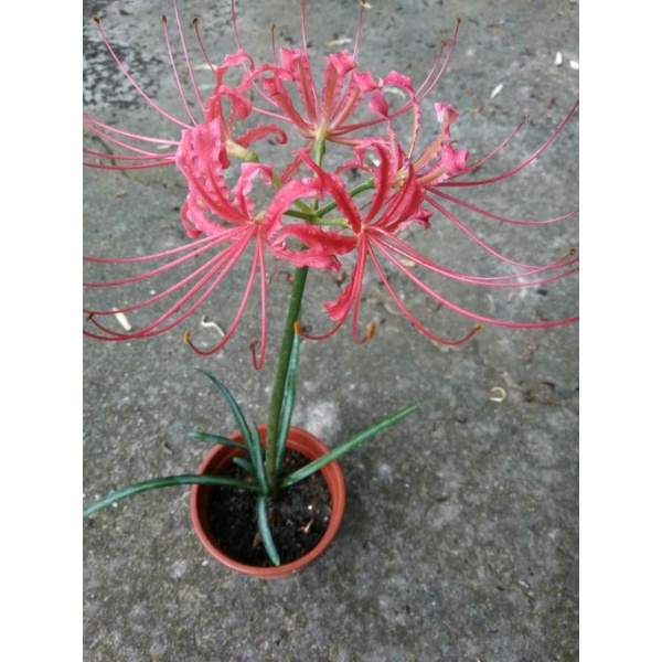紅花石蒜 彼岸花 球根 蝦皮購物