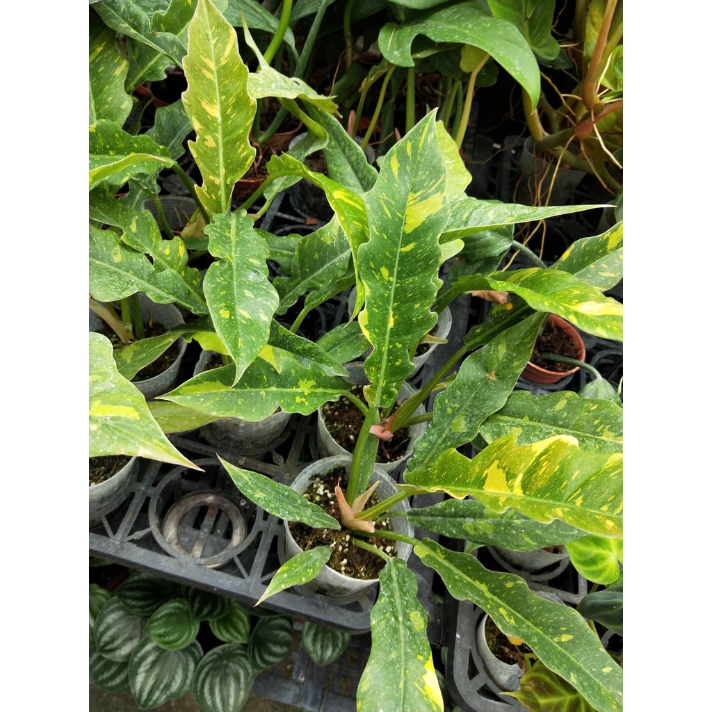 彩綠花果園_觀葉植物_斑葉火之戒_軟盆_