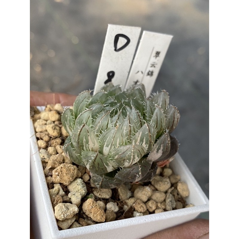 Haworthia ハオルチア翠雲オブツーサ錦 蝦皮購物