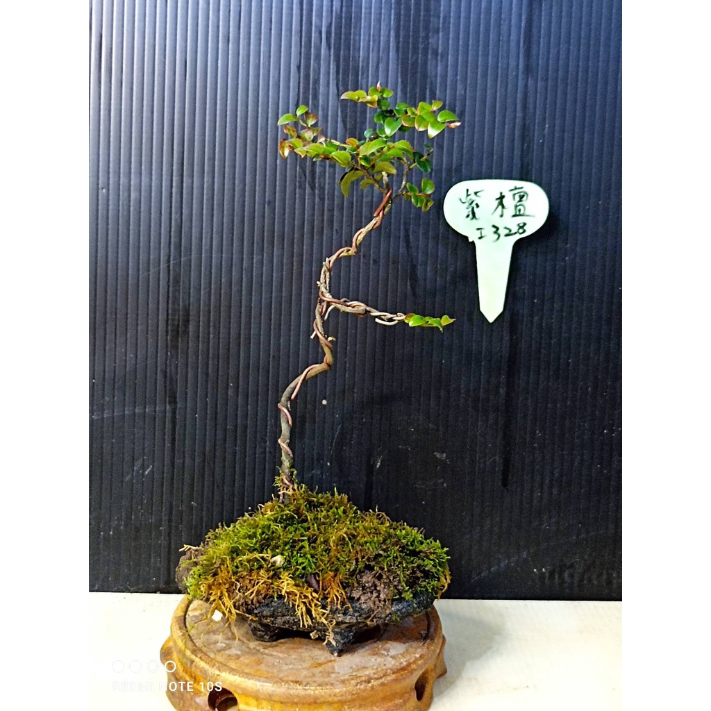 樂山紫檀328 小型盆栽 蝦皮購物