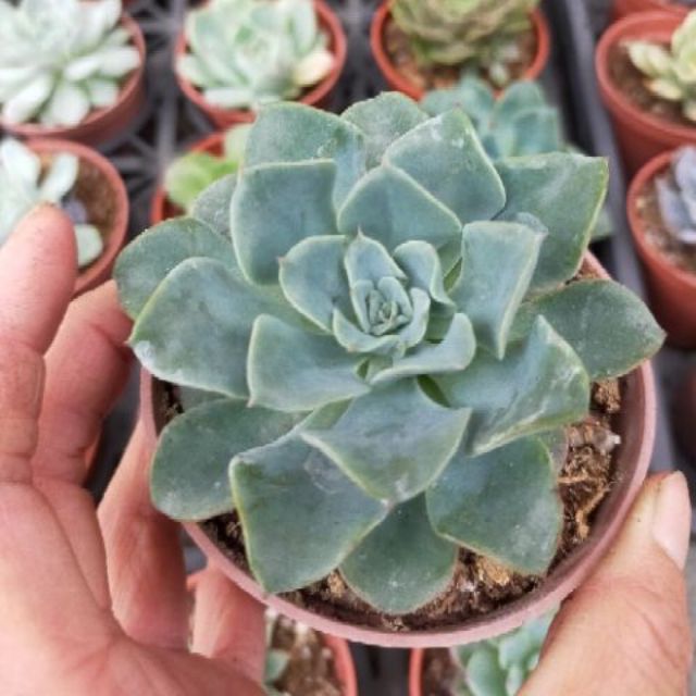 皺葉黃桃 多肉植物 3吋盆 蝦皮購物