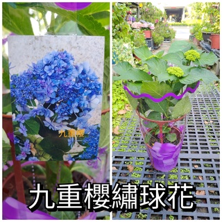 日本紫陽花 歌合や 蝦皮購物