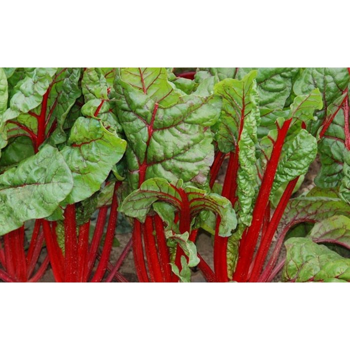 【1磅裝蔬菜種子P267】紅色瑞士甜菜~~莖梗鮮紅漂亮。
