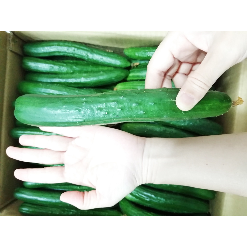 新鮮小黃瓜每箱18kg 小農產地直送 不噴農藥 溫室栽種 包郵免運費