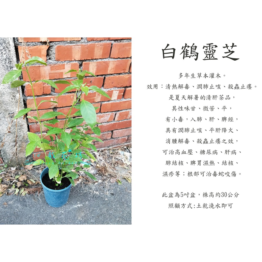 心栽花坊 白鶴靈芝 5吋盆 香料香草藥用食用植物 售價150特價1 蝦皮購物