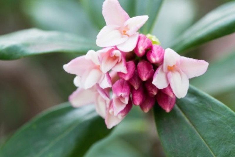 練香水日本京都香膏瑞香花 沈丁花 蝦皮購物