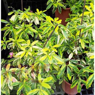 花花世界_綠籬植物**古巴拉貝木**6-7吋盆高40cm芸香科屬常綠灌木植物