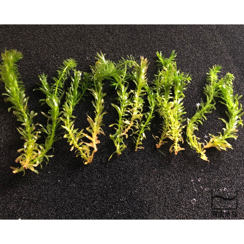 水族魚缸co2 Ptt Dcard討論與高評價網拍商品 21年10月 飛比價格