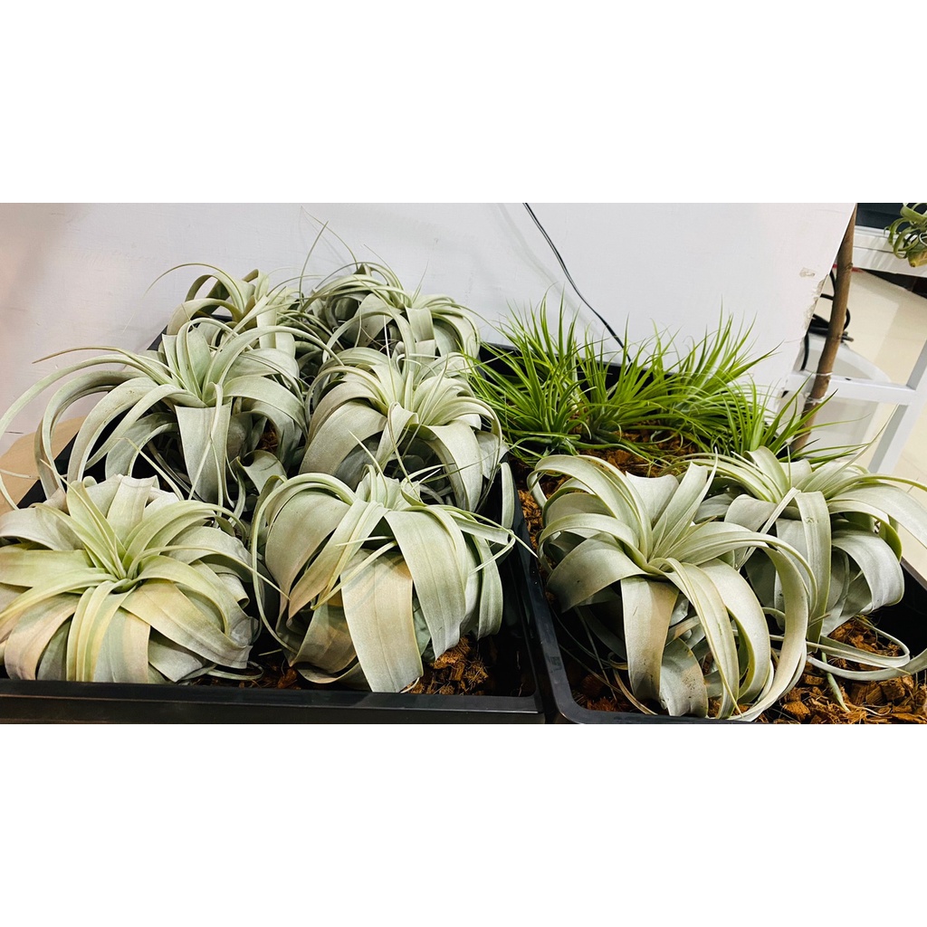 空氣鳳梨-霸王 空氣鳳梨 Tillandisia-室內植物-送禮小物-辦公室植物