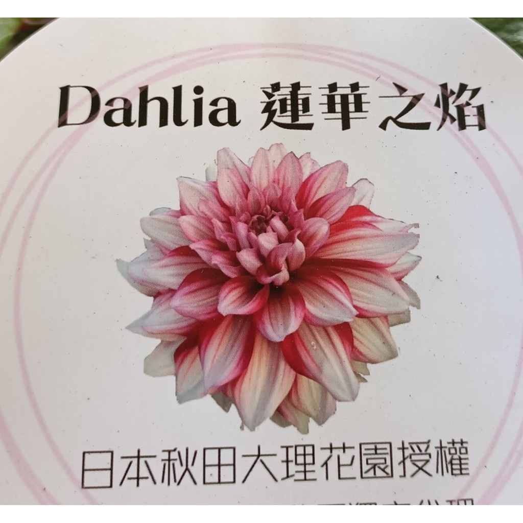 蓮華之焰 巨花大理花盆栽日本新品種巨無霸大理花 6 7吋盆活體花卉盆栽送禮盆栽 季節限定 先問有沒有貨 蝦皮購物