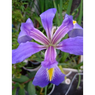 優佳 藍花鳶尾(青龍鳶尾, Iris giganticaerulea)
