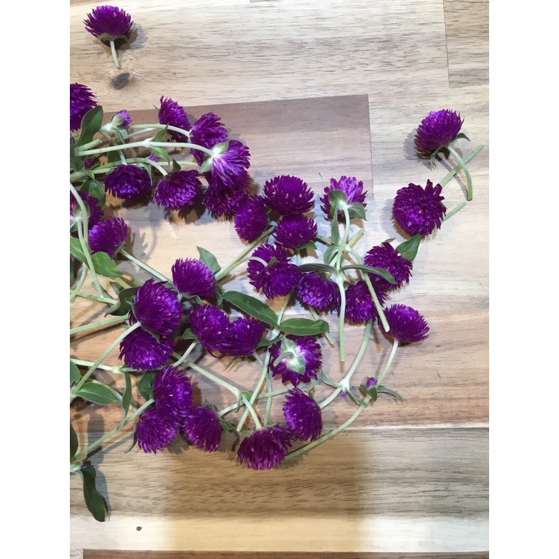 千日紅 又稱圓仔花 蝦皮購物