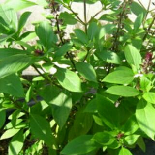 愛上種子 紅骨九層塔【蔬果種子】九層塔 大葉九層塔 分包裝種子 約50粒/包(夾鍊袋分裝包)