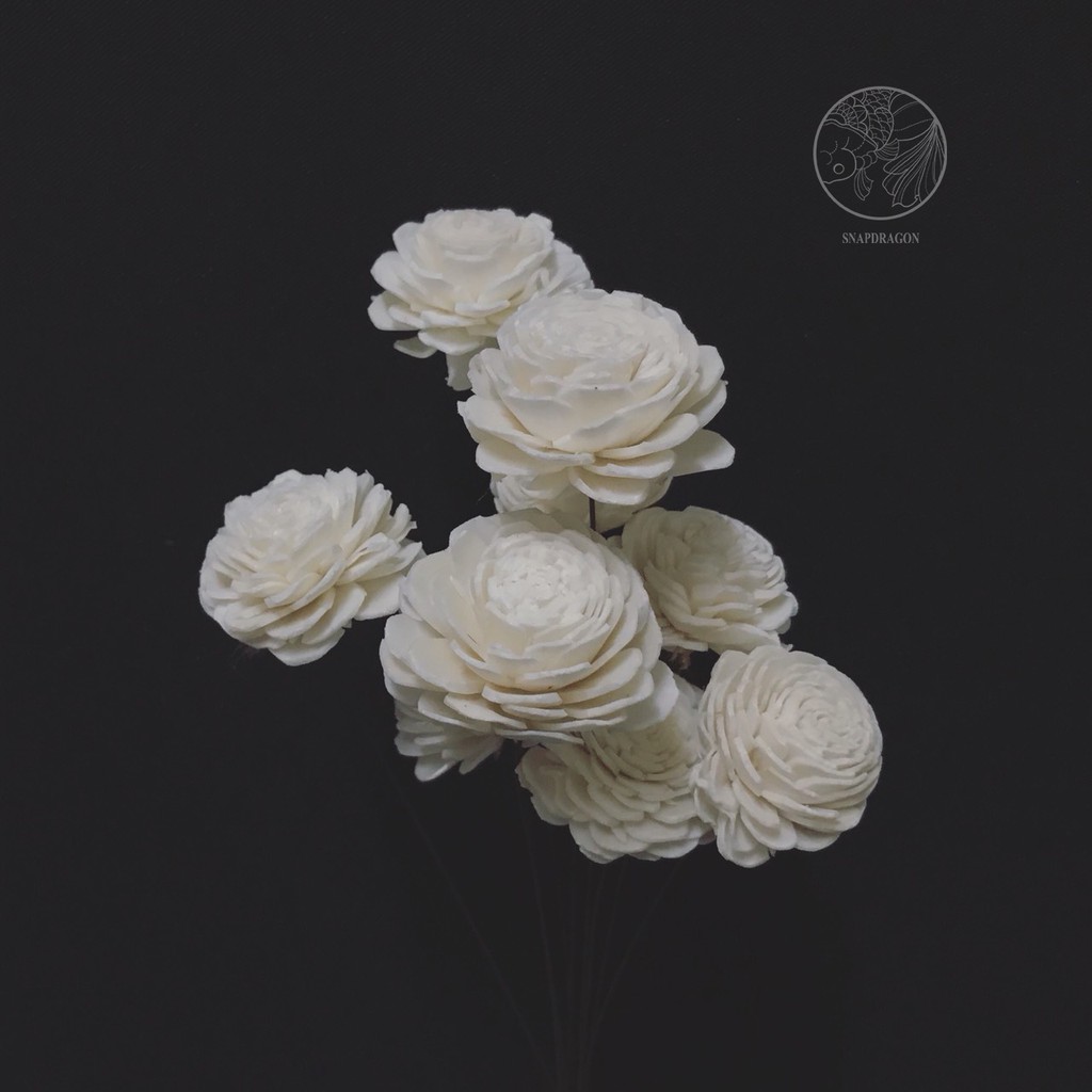 純白小輪索拉花通草花闊香花乾燥花材手工花材居家佈置花藝設計金魚草製花工作室 蝦皮購物