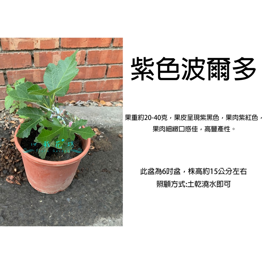 心栽花坊-紫色波爾多/5吋/無花果/水果苗/售價180特價150