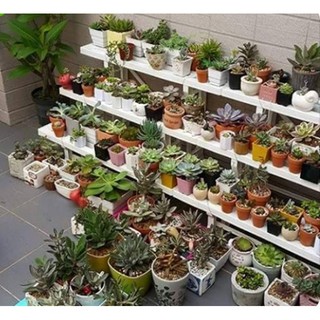 MIT 多肉 3層花架 三層架 塑膠架 園藝 展示架 花圃架 收納架 置物架 2106【H22000602】