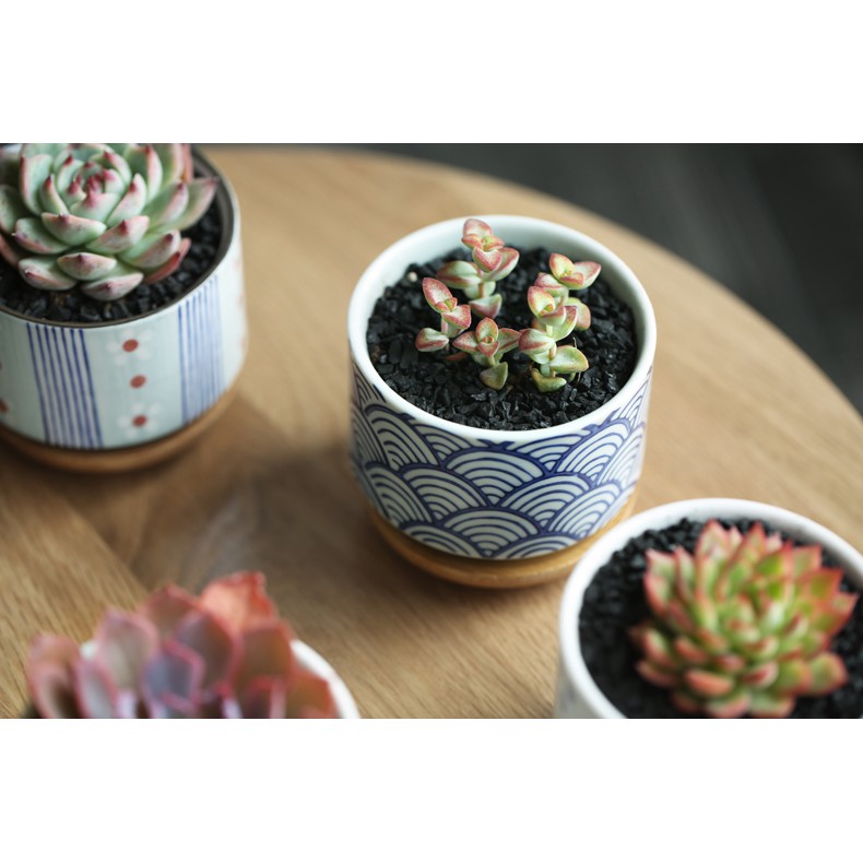 台灣現貨 日式手繪陶瓷多肉花盆 不含植物 追花 附竹托 有底洞 多肉植物觀葉植物熊童子 和風辦公室園藝微景觀