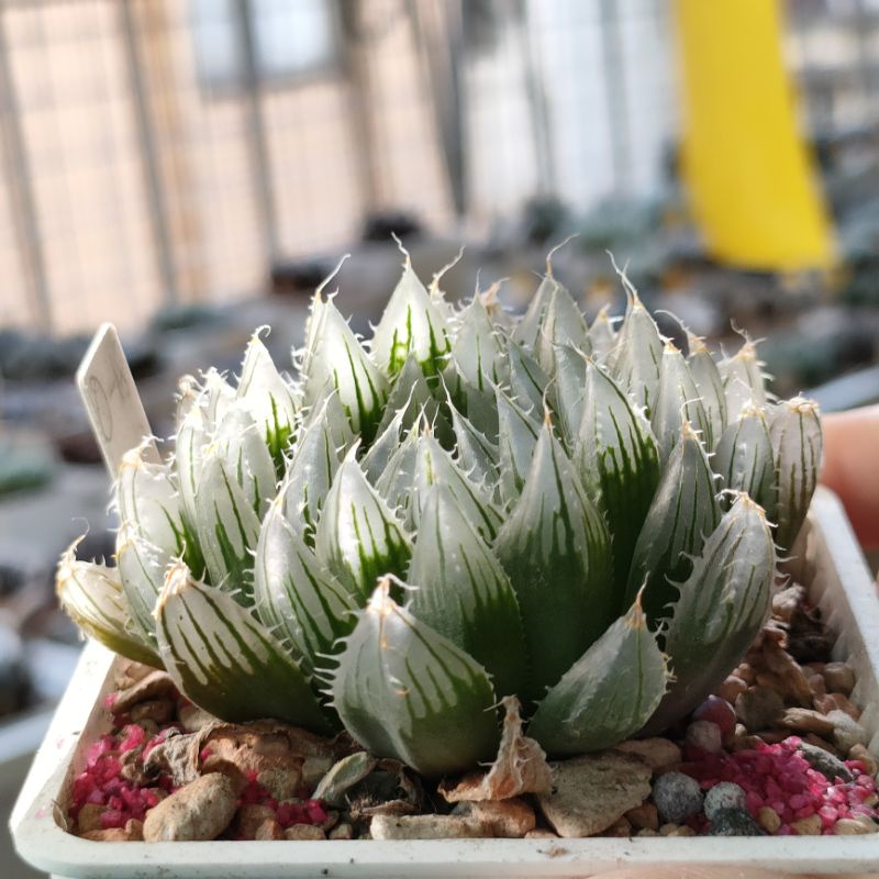 肉部屋售底座芽o 18 百合阿福花科多肉植物 蝦皮購物