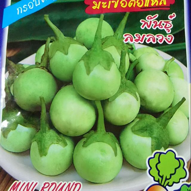 泰國迷你綠蛋茄12/種子$58/60粒