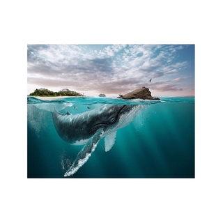 【熱門款式】海洋鯨海報壁掛畫帆布畫版畫-50*40cm