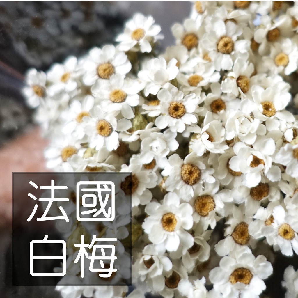 My Wonderful 進口花材 48阿 花藝師愛用款 法國白梅 天然乾燥花材 花束手做diy花藝 乾燥花 蝦皮購物