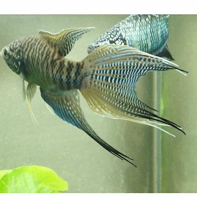 ［苔之坊］公61蛇紋公。活餌/飼料。        蓋斑鬥魚飼料。蓋斑鬥魚