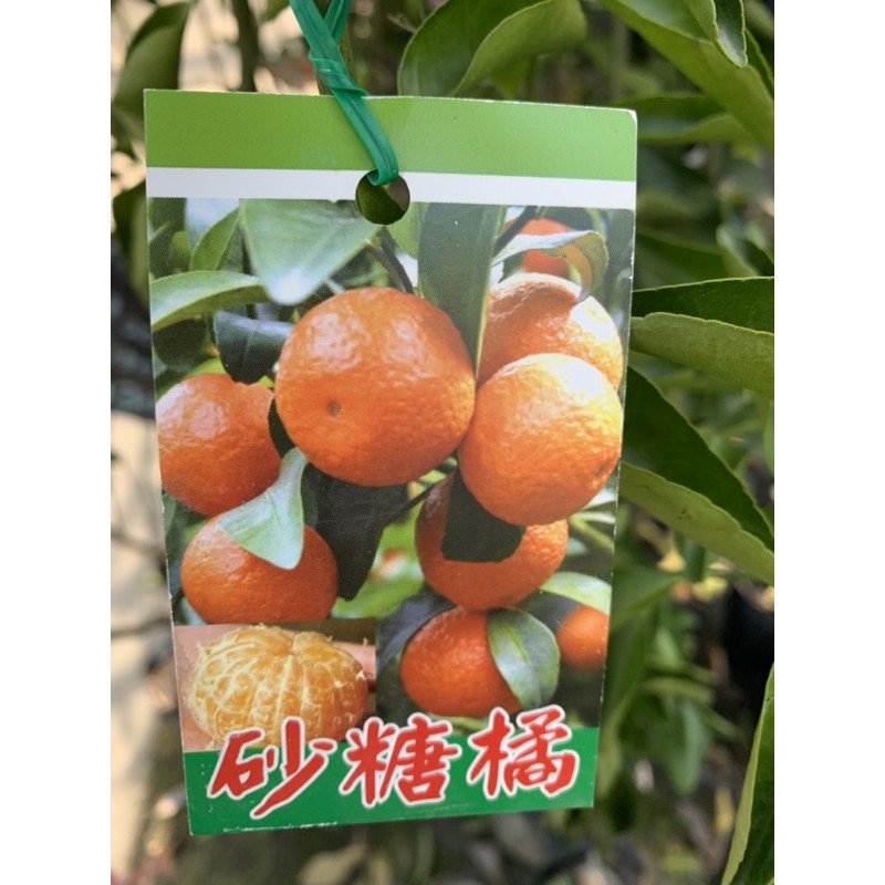 【花果聖地】～～砂糖橘  柑橘嫁接苗 水果苗 4.5寸黑軟盆