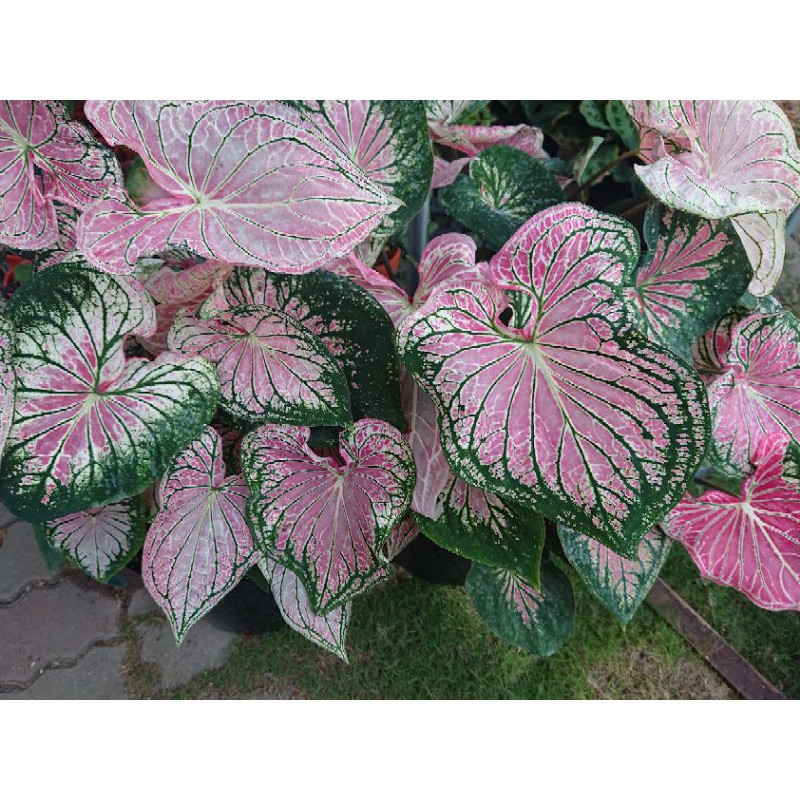 開心農元 觀葉植物 泰國美人彩葉芋caladium Thai Beauty 熱門ig 網紅雨林植物 蝦皮購物