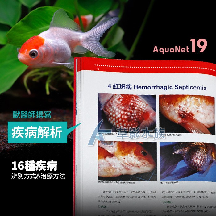 Ac草影 Aquanet 19 繽紛金魚事典 一本 Bta 蝦皮購物