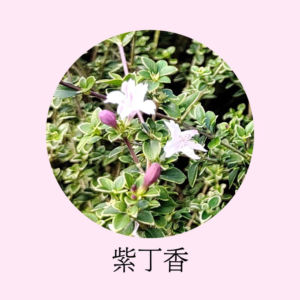 [碧路蘭旅]紫丁香 3吋盆  盆栽 綠化 造景圍籬 觀葉 斑葉 花卉(不含花)