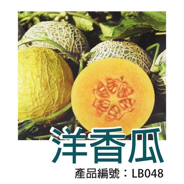 【醬米資材】DIY種子栽種 成就滿滿~洋香瓜