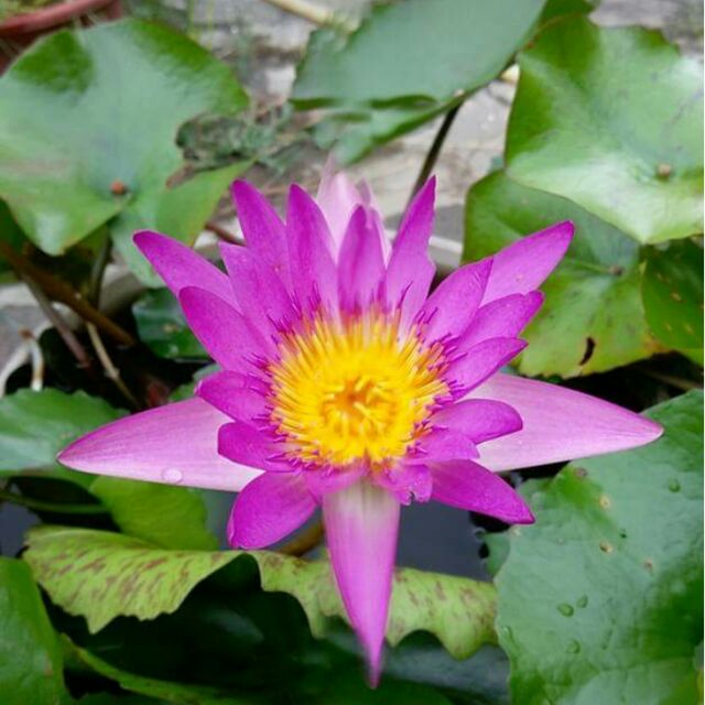 小木屋園藝 水生植物 四季香水蓮 桃紅 開花成株 蝦皮購物