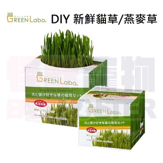 怪獸寵物Baby Monster【日本Green Labo】DIY新鮮貓草/燕麥草 發芽率高達95%