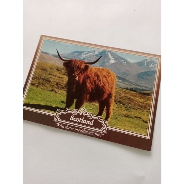 蘇格蘭高地牛之明信片(1)