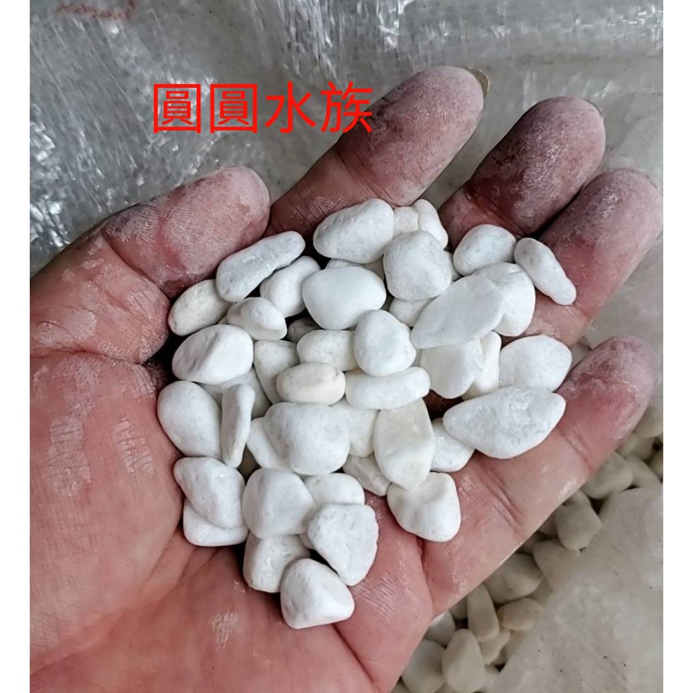 水晶白砂漢白玉 漢白玉 1kg 散裝 魚缸底沙底材底砂特白小卵石造景盆栽鋪面庭園鋪地圓圓水族 蝦皮購物