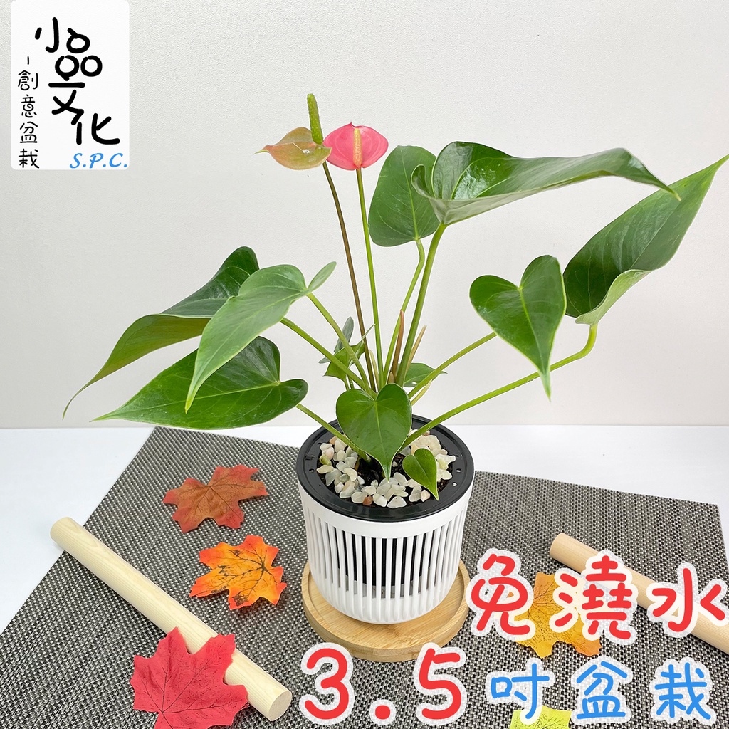 【小品文化】粉紅火鶴【現貨】3.5吋條紋免澆水盆栽 懶人盆栽 開花植物 室內植物 自動吸水 盆栽 植物 居家辦公盆花