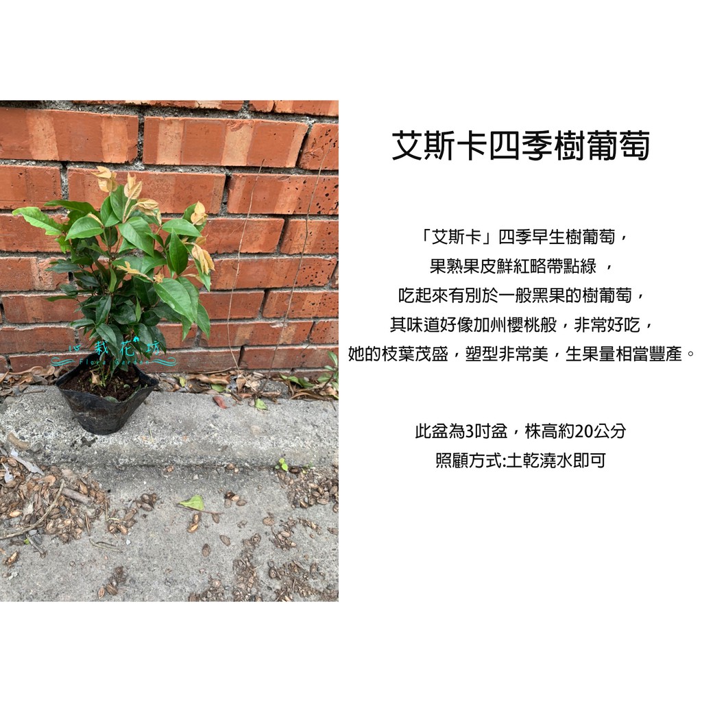 心栽花坊-艾斯卡樹葡萄/3吋/奧斯卡/大星紅/四季樹葡萄/樹葡萄品種/實生苗/水果苗/售價120特價100