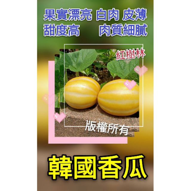 【紅樹林】 韓國香瓜(種子)~每份20粒