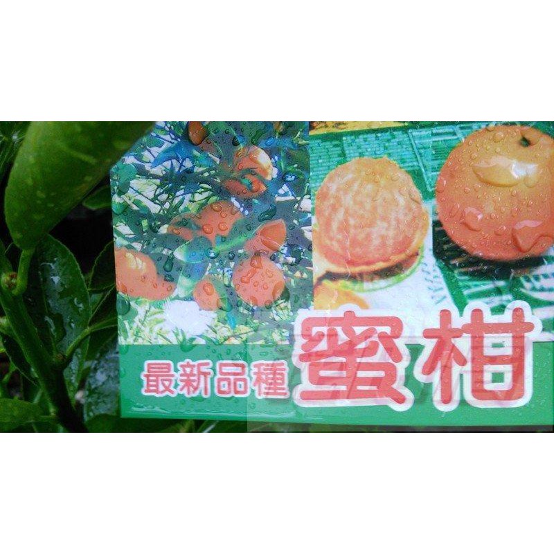 水果苗  蜜柑  4.5吋盆高45-60cm最新品種蜜柑【花田厝】