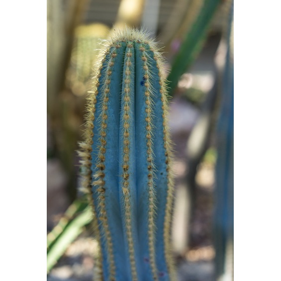 稀有藍柱仙人掌種子~特殊藍色仙人掌，是極受歡迎的仙人掌品種