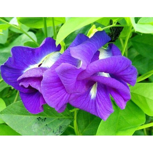WISH FOREST【重瓣蝶豆花種子15顆30元】蔓性植物。夢幻藍紫色花。泰國漸層飲料原料【買十送一】