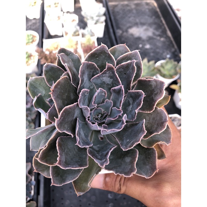 溫泉の多肉旋律 記憶漩渦 3 5吋 蝦皮購物