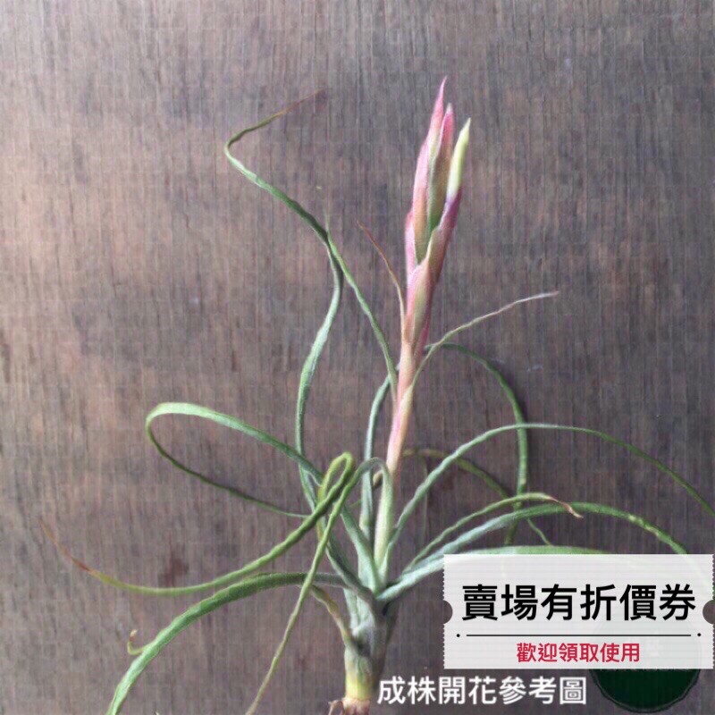 植藝 三色月光 生長快速 Tillandsia Moonlight 月光三色空氣鳳梨空鳳空氣草婚禮小物 蝦皮購物