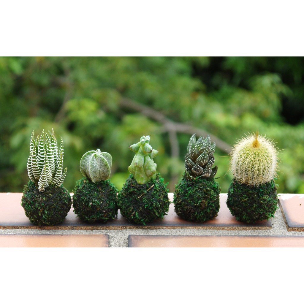 桌上型小苔球苔球 屬於我的森林小物 室內植物療癒小物辦室桌小物多肉植物觀葉植物 花樣渼栽盆栽生活館 蝦皮購物